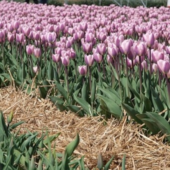 Jest to odmiana o dużych kwiatach i mocnych, ciemnych łodygach