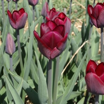 W kolekcji tulipanów, będącej jedną z głównych atrakcji MTT, można było podziwiać m.in. odmianę 'Ronaldo'