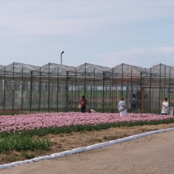 Oprócz postawionej w 2011r. szklarni Venlo, w której przez cały rok pędzi się lub przyspiesza kwitnienie roślin cebulowych...