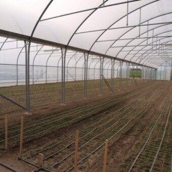 W bloku foliowym, który postawiła firma P.H.U. Farmer CO, w maju uprawiane były mieczyki