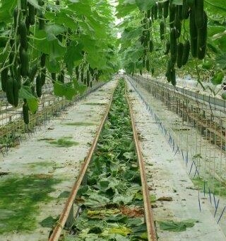 W sezonie jesienno-zimowym w gospodarstwie uprawiane są ogórki odmiany Pacto F1 (De Ruiter), fot. 1-3 A.Wize