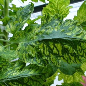 Przykładowe objawy występowania wirusa mozaiki pepino w uprawie pomidorów, fot. 1-9 z różnych gospodarstw