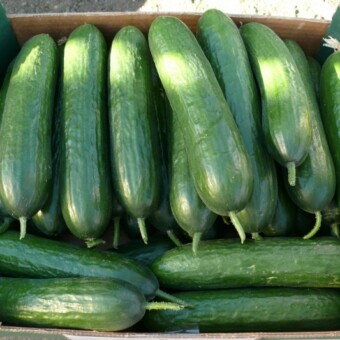 Ogórek pod numerem HA09346 F1