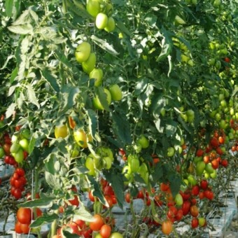 Pomidor śliwkokształtny Cyclade F1