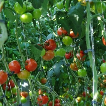 Testowana odmiana z firmy Gautier Semsnces - B123 F1