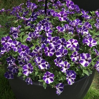 Odmiana Viva Select 'Blue Stardust'