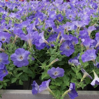 Odmiana Viva Select 'Sky Blue'