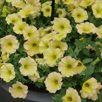 Odmiana Viva Select 'Pink Lemonade'