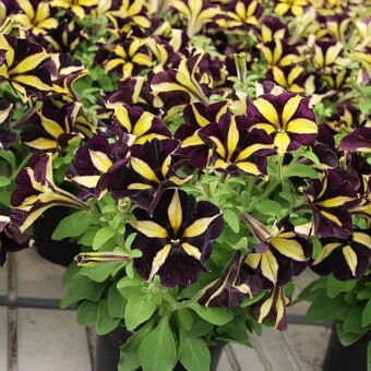 Odmiana Mystical 'Phantom'