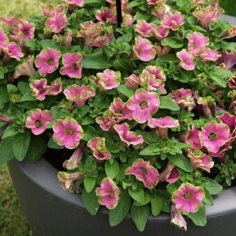 Odmiana Mystical 'Wicked Purple'