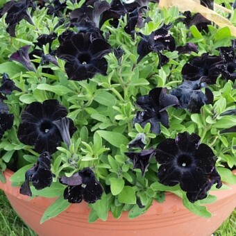 Petunia 'Black Ray'