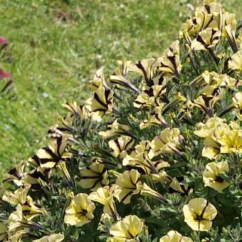 Odmiana Littletunia 'Bicolour Black'