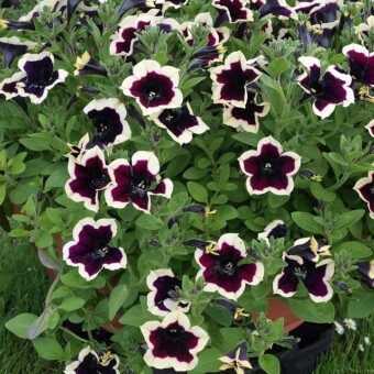 Odmiana Cascadia 'Rim Magenta'