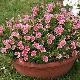 Odmiana Marvel 'Beauty Raspberry'