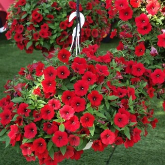 Petunia Surfinia 'Deep Red'