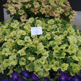 Odmiany 'Lime Green' i 'Lime Bicolour' (na 2. planie) z "kolekcji" Sophistica