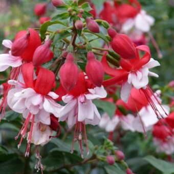 Fuksja Shadow Dancer 'Anna'