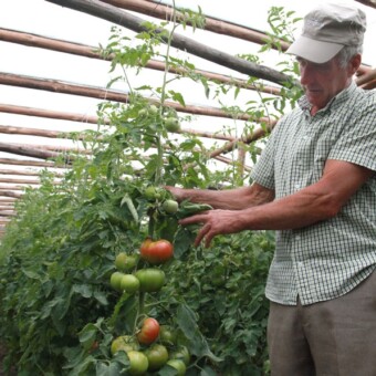 Mikołaj Kristosiuk,gospodarz spotkania, prezentuje odmianę Mamirio F1