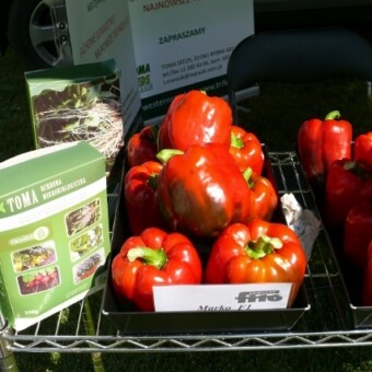 Marko (Fito Semillas), fot. 1-25 A. Wydra