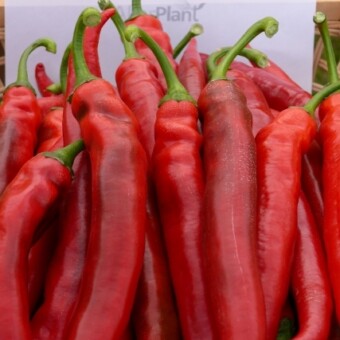 Fogaras (Alter Plant)