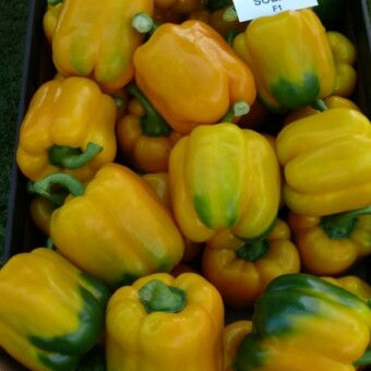 Sollie z firmy Hazera (nasiona w Polsce oferowane przez Nickerson-Zwaan)