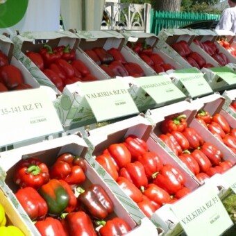 Kolekcja odmian Rijk Zwaan