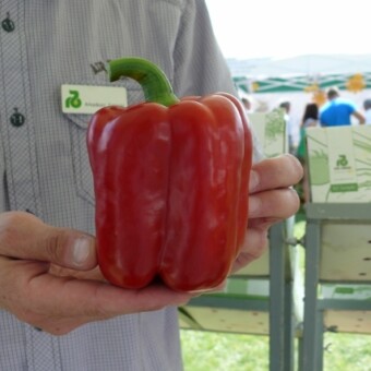 Traviatta (Rijk Zwaan)