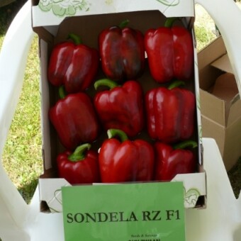 Sondela (Rijk Zwaan)