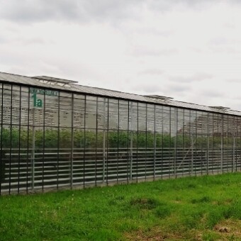 Szklarnia należąca do pani Beaty Wojtyły, w której testowana jest nowa odmiana, fot. 1-7 M.Domoń