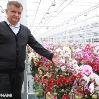 Jarosław Ptaszek w krótkim czasie do perfekcji opanował produkcję storczyków falenopsis, fot. 1-15 M. Podymniak 