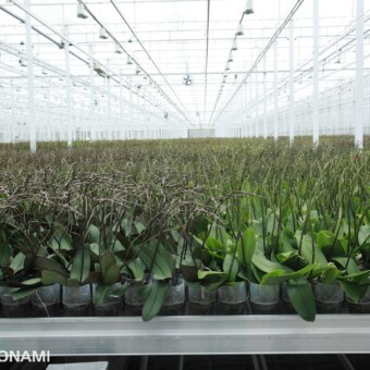 Storczyki z rodzaju falenopsis - przed rozpoczęciem kwitnienia