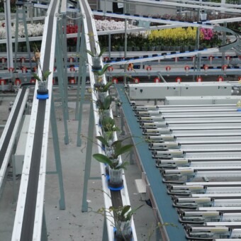 WPS to system przenośników, dzięki któremu rośliny w doniczkach przemieszczane są automatycznie w obrębie szklarni