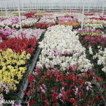 Kwitnące storczyki oczekujące na sortowanie