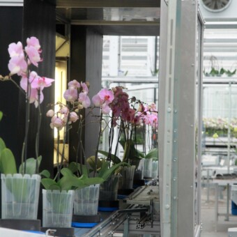 Każda roślina trafia w zasięg kamer, gdy doniczka obraca się wokół własnej osi dokonywana jest ocena rośliny - sortowanie optyczne 