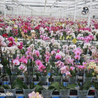 Na górnym poziomie systemu WPS rośliny czekają na spakowanie, stanowi on dodatkowe 3 tys. m2 powierzchni produkcyjnej