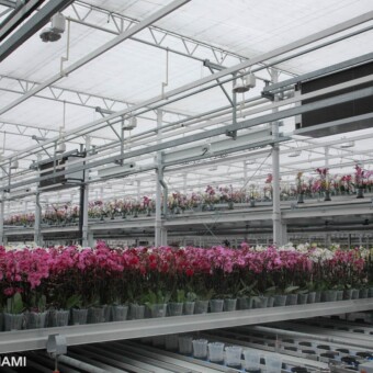 Wędrówka roślin w systemie WPS