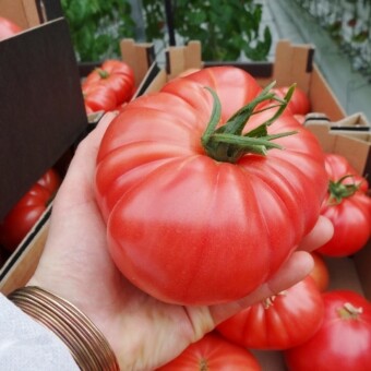 W gospodarstwie państwa Walczaków uprawiane są m.in. pomidory odmiany Tomimaru Muchoo F1, fot. 1-3 M.Domoń