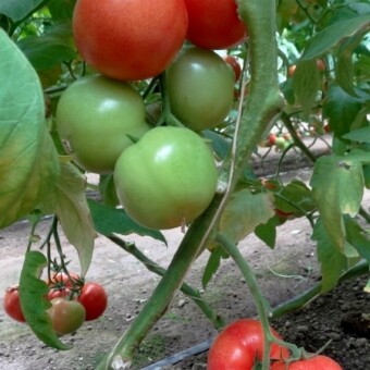 Boderine F1