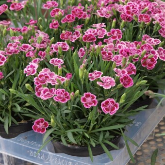 Dianthus 'Pink Kisses', fot. 1-9 A. Cecot
