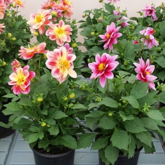 Dahlia Dalaya 'Shari' (z lewej) oraz 'Yogi'