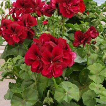 Pelargonium peltatum Royal 'Night 12'