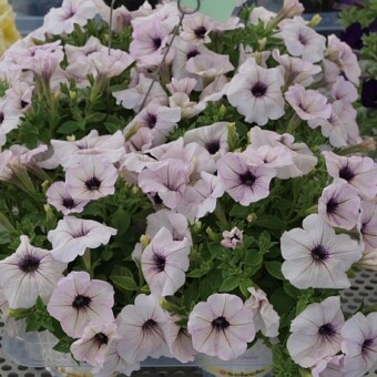 Petunia Bonnie 'Silver'