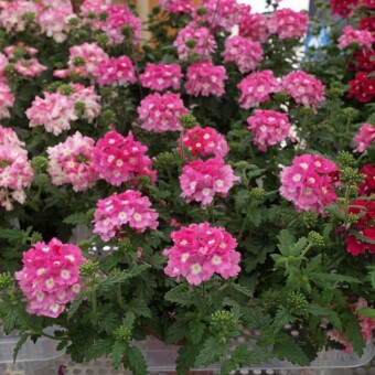 Verbena Blues 'Pink'
