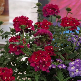 Verbena Blues 'Magenta'