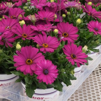 Osteospermum Flower Power 'Retro Purple'