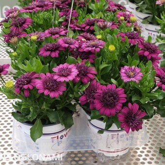 Osteospermum Flower Power 'Double Purple'