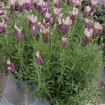 Lavandula stoechas LaVella 'Dark Pink'