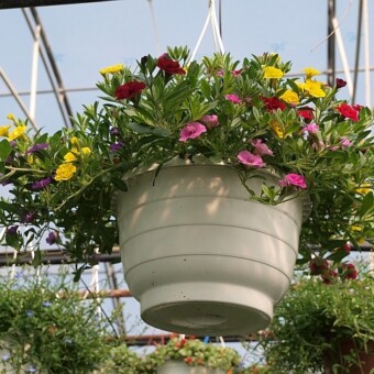 W asortymencie roślin balkonowo-rabatowych wyróżniają się różnokolorowe "miksy" kalibrachoi (Calibrachoa)