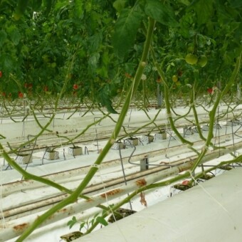 Fot. 1-5 Tomimaru Muchoo F1, fot. A. Wize