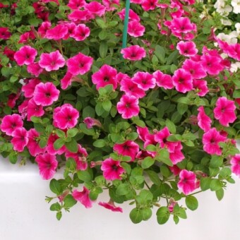 Petunia Conchita 'Strawberry Frost'